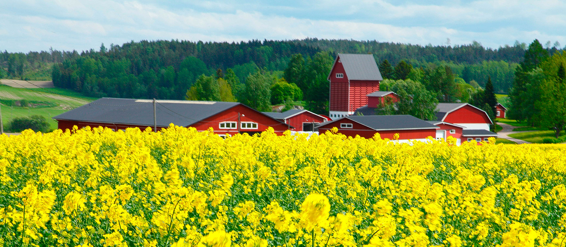 Betningen av ryps och rapsfrö fick undantagslov för bekämpning av jordloppor våren 2024